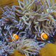 A photo of two clown fish at the Great Barrier Reef in Australia